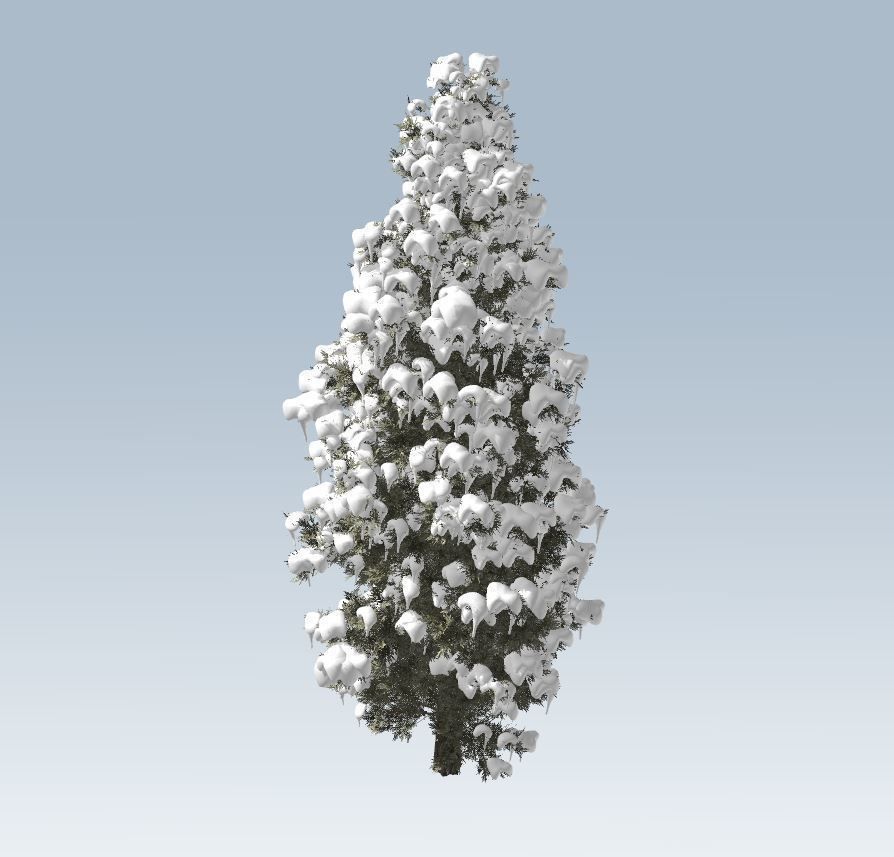 Winter cedar tree 3D model_3