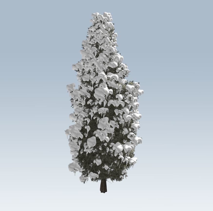 Winter cedar tree 3D model_7