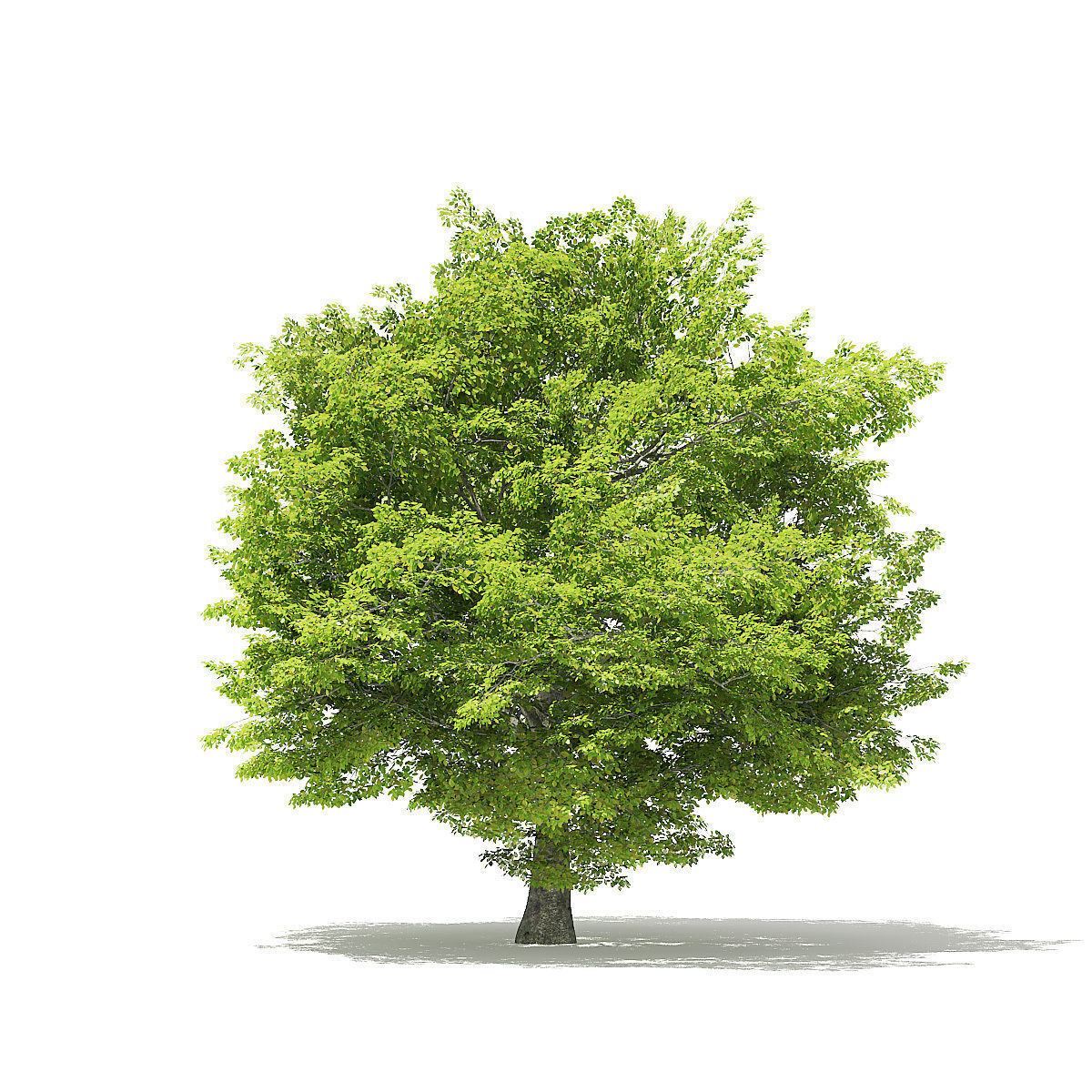 American Beech 3D Model 8m 3D model_2