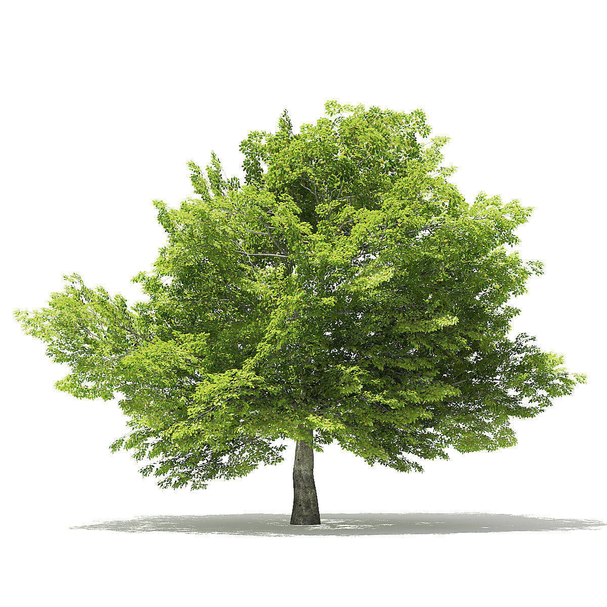 American Beech 3D Model 8m 3D model_4