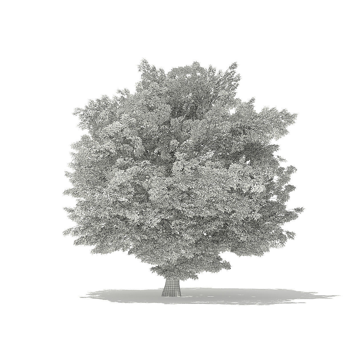 American Beech 3D Model 8m 3D model_3