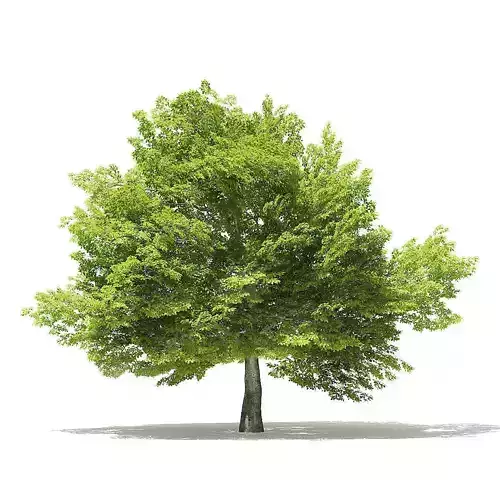 American Beech 3D Model 8m