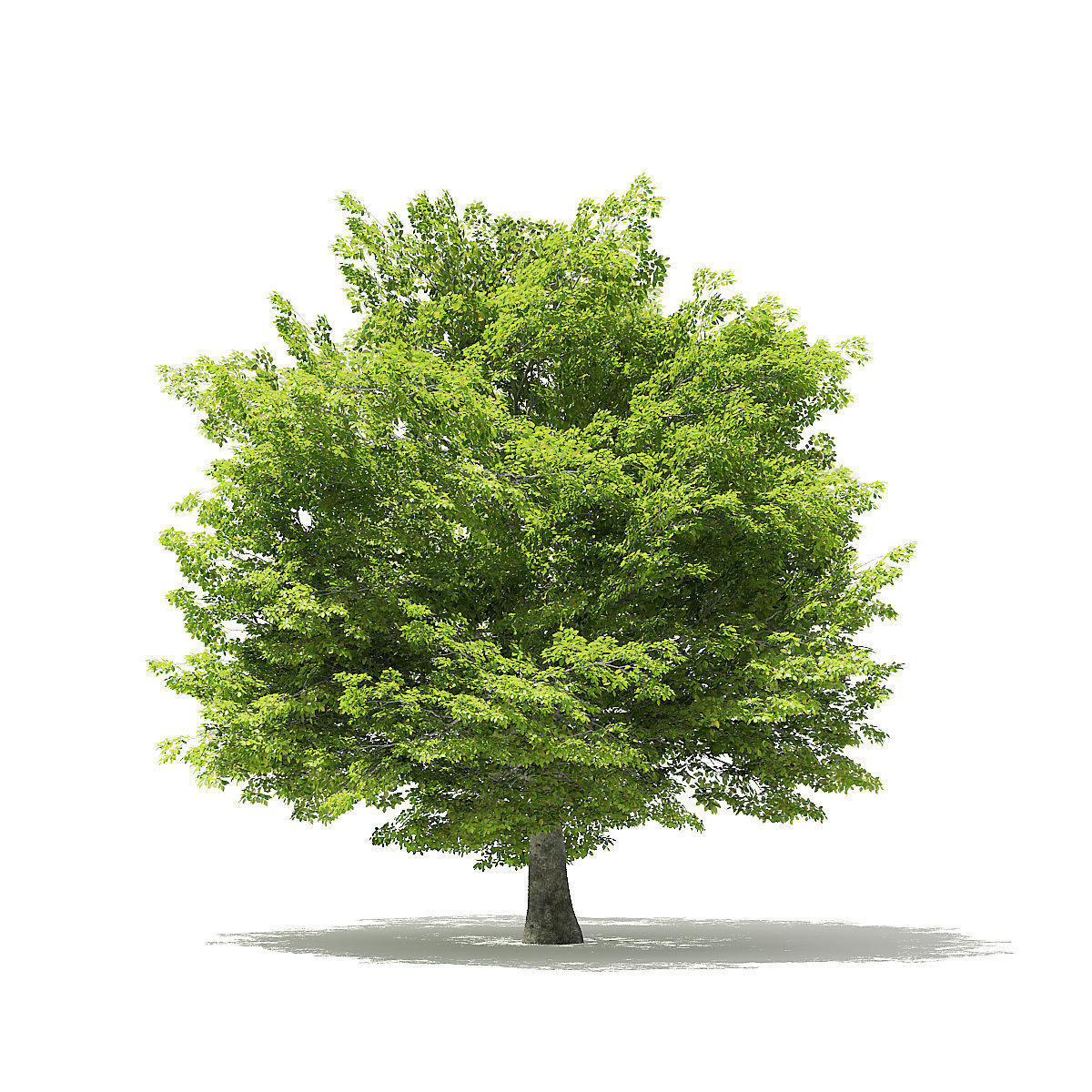 American Beech 3D Model 8m 3D model_6