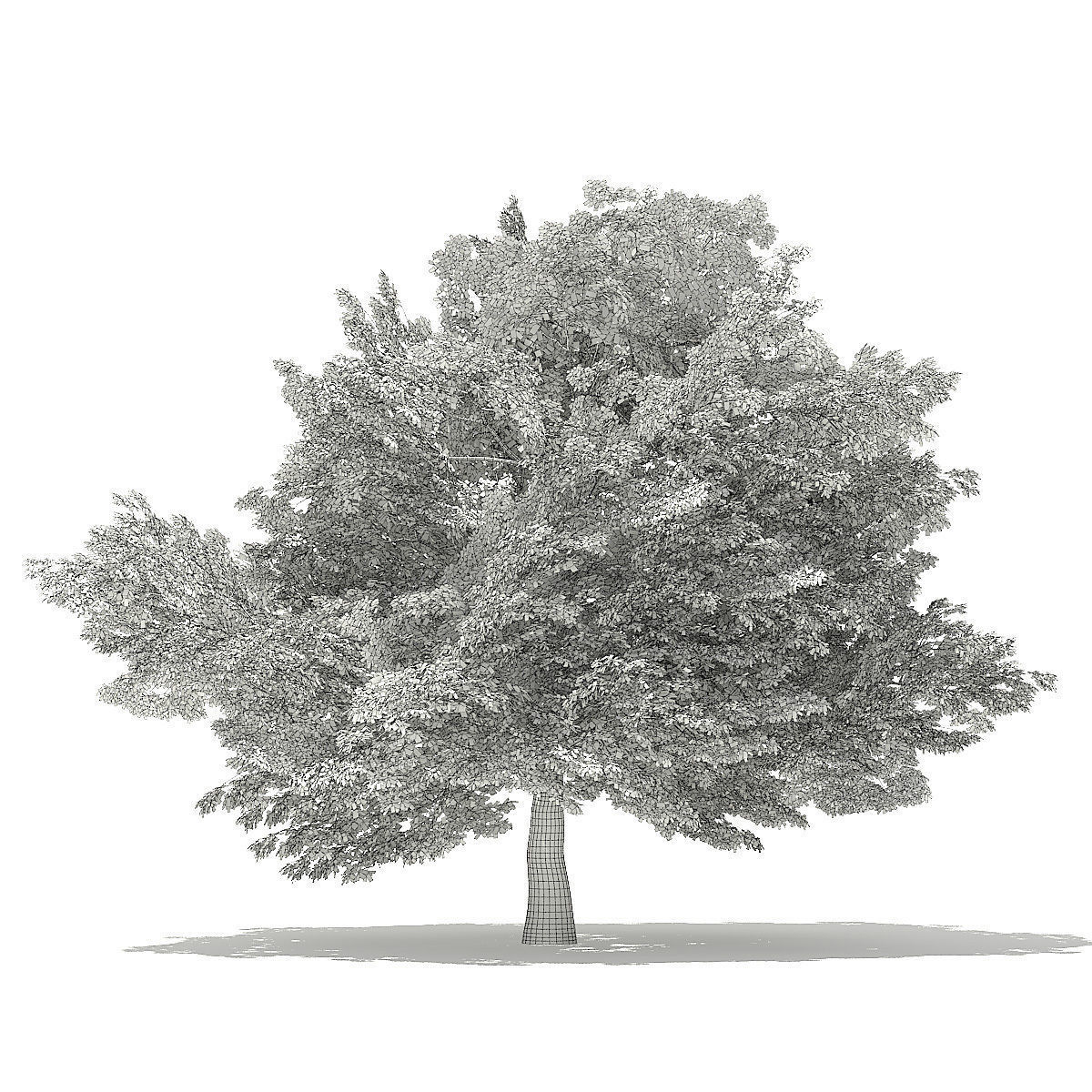 American Beech 3D Model 8m 3D model_5