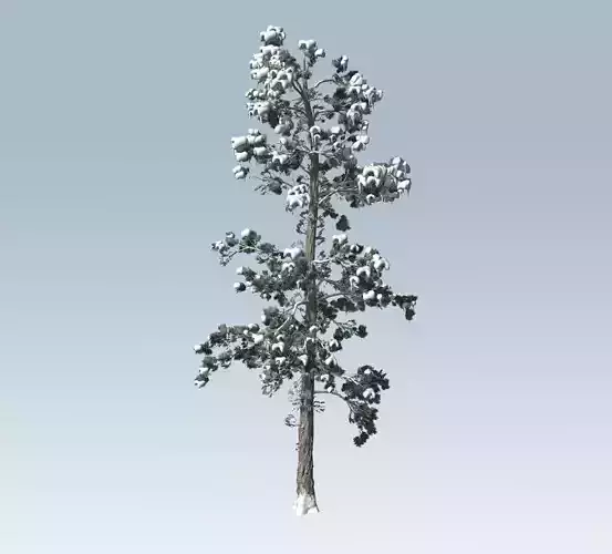 Winter pine tree 3D model