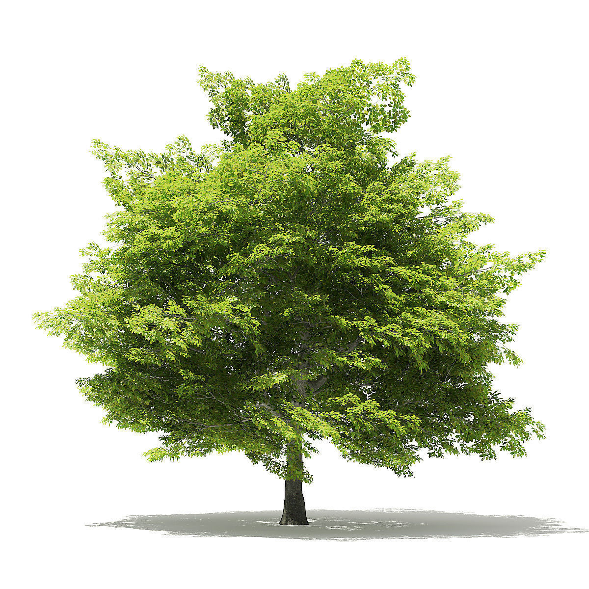 American Beech 3D Model 9m 3D model_6