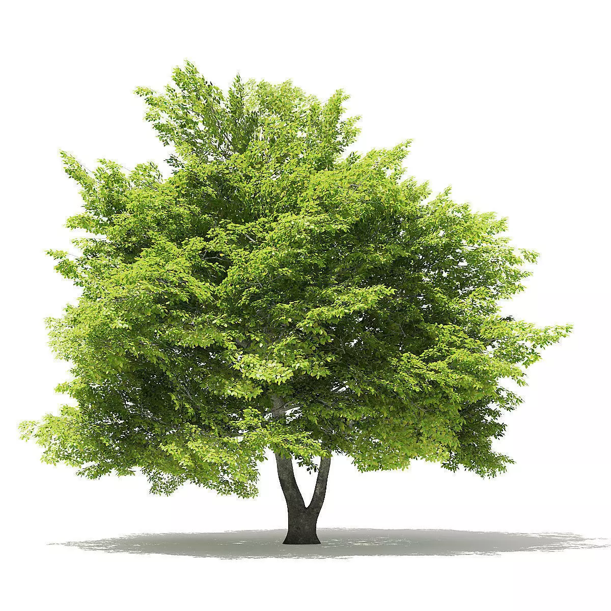 American Beech 3D Model 9m 3D model_0