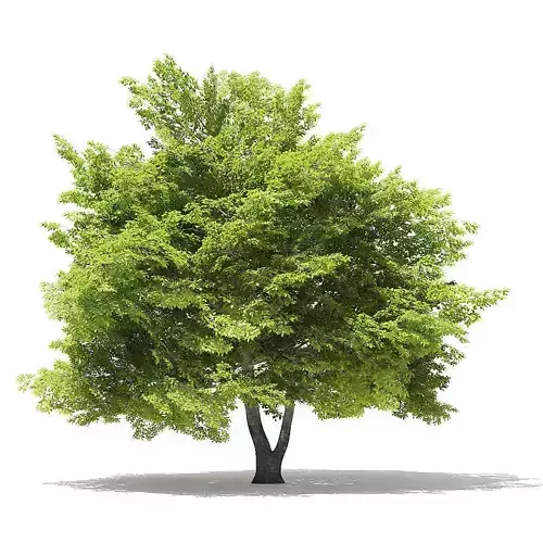 American Beech 3D Model 9m 3D model