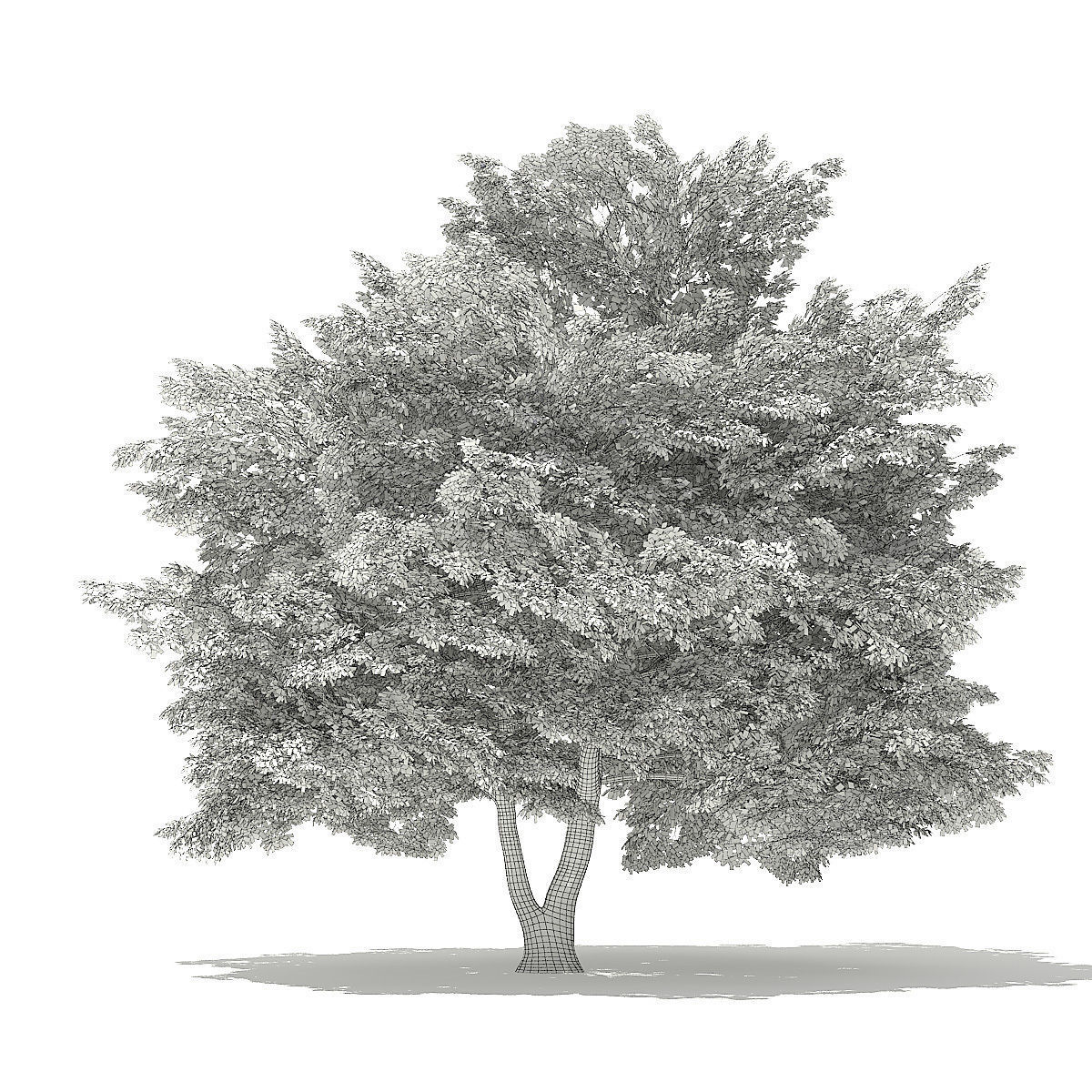 American Beech 3D Model 9m 3D model_5