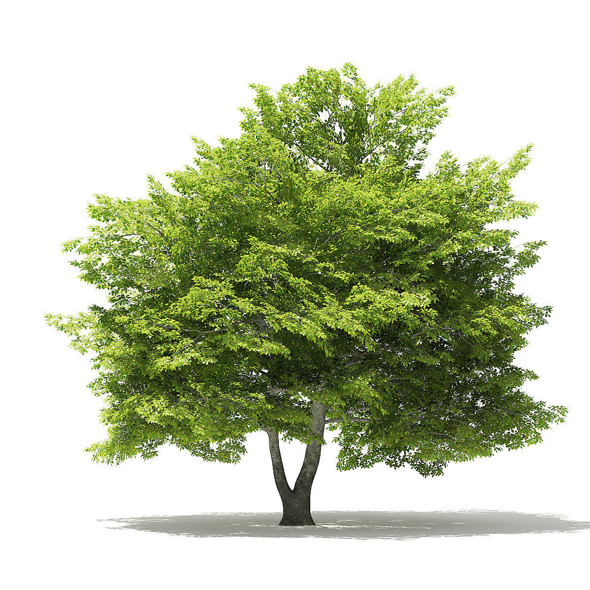American Beech 3D Model 9m 3D model_4