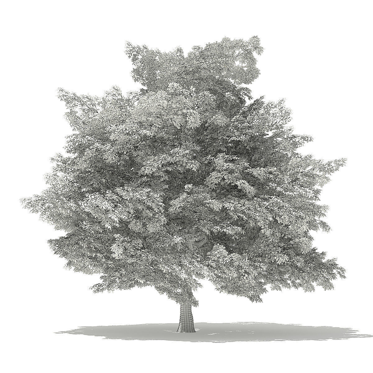 American Beech 3D Model 9m 3D model_7