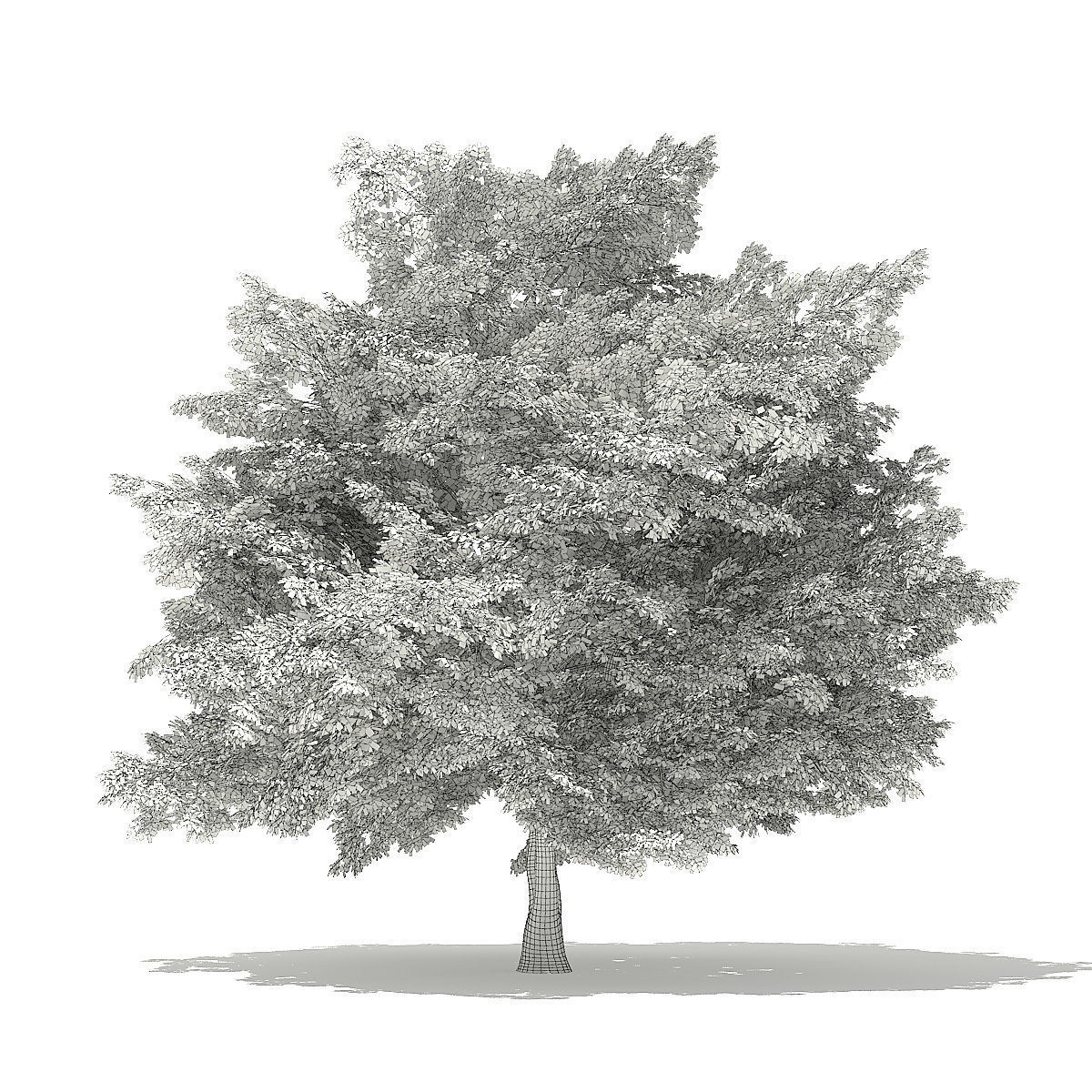 American Beech 3D Model 9m 3D model_3