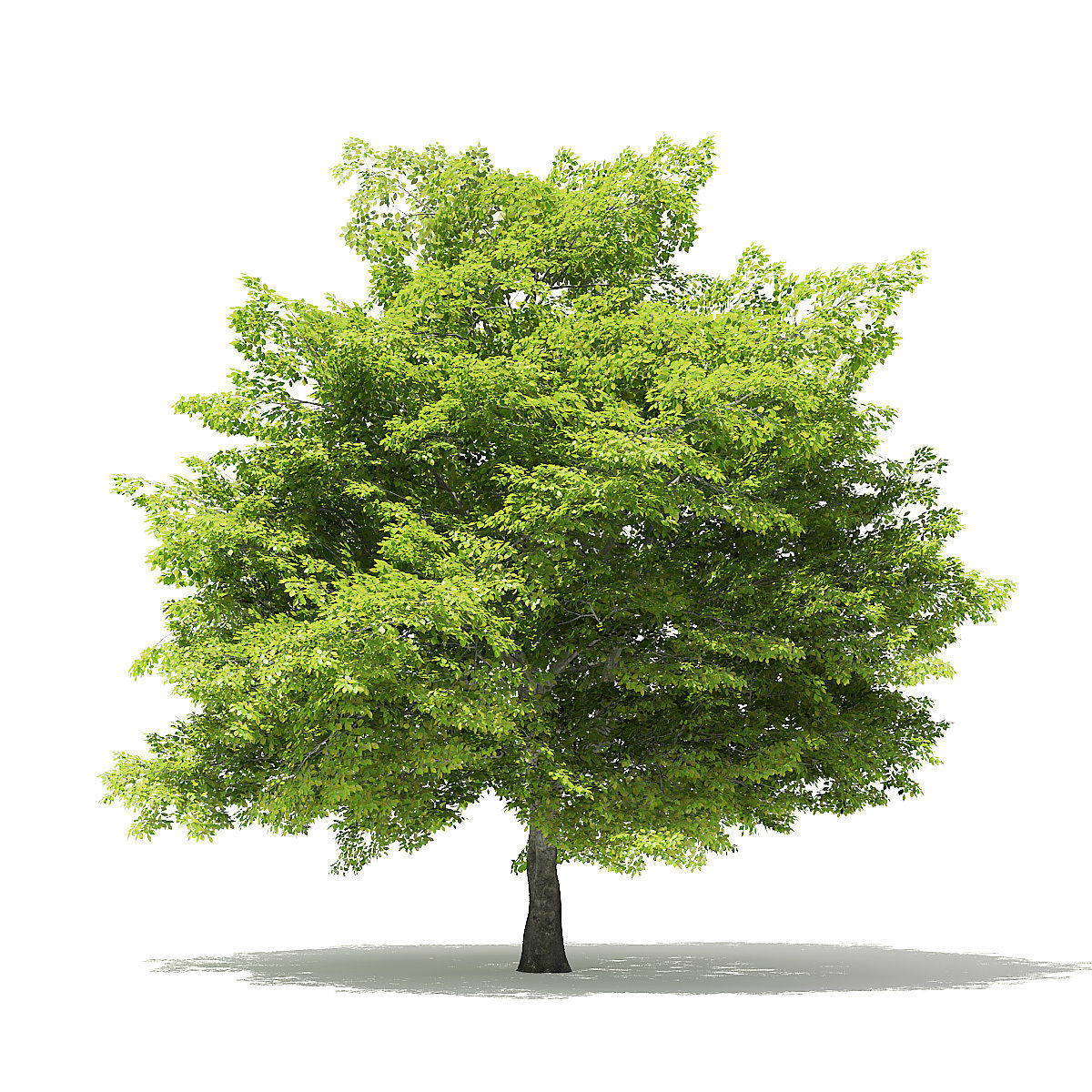 American Beech 3D Model 9m 3D model_2