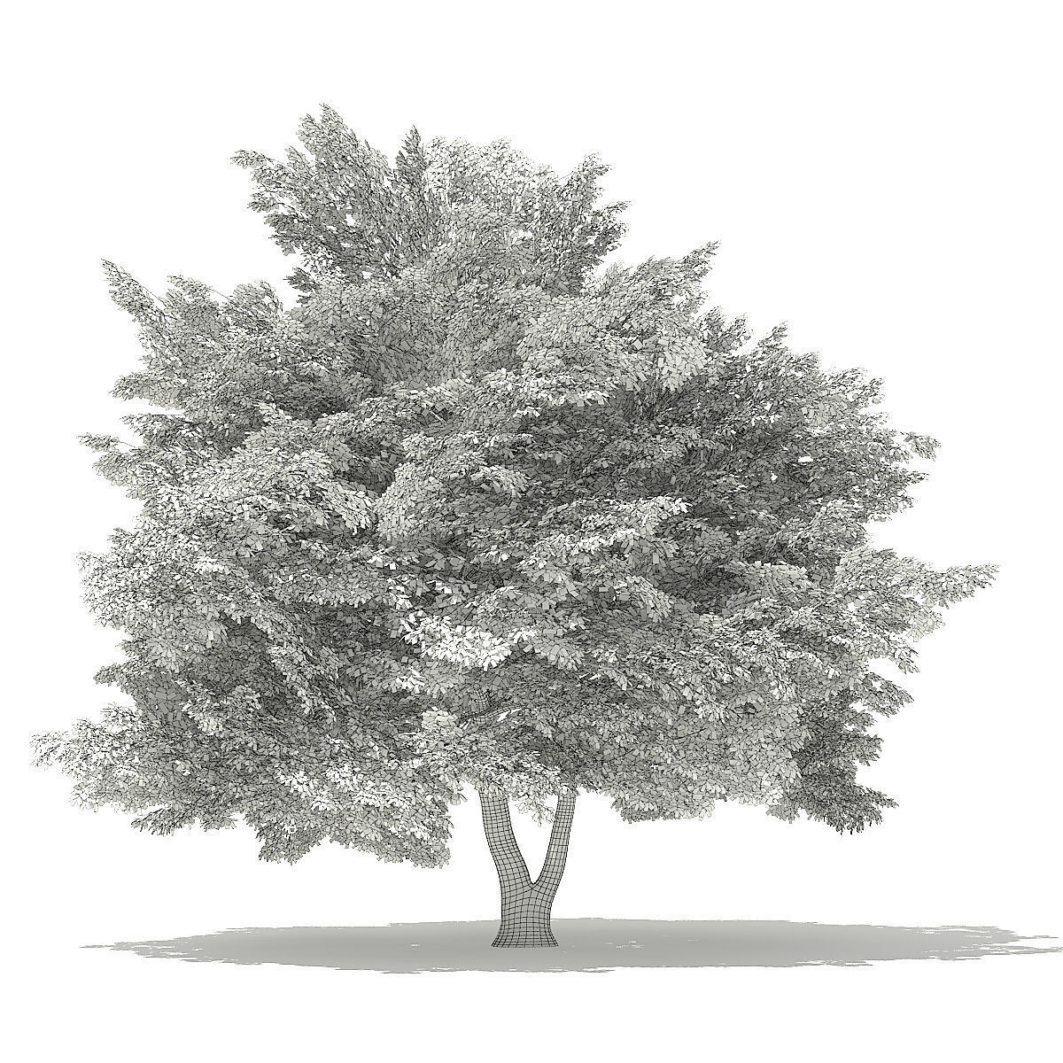 American Beech 3D Model 9m 3D model_1