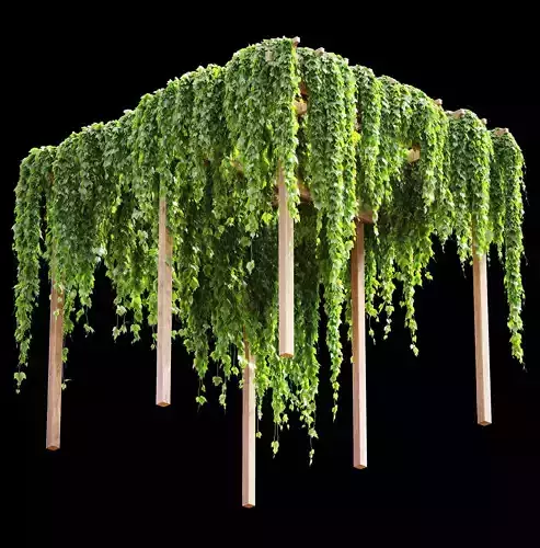 Pergola with grape leaves