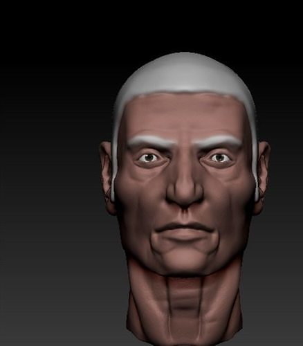 anatomy head 1  Free 3D model