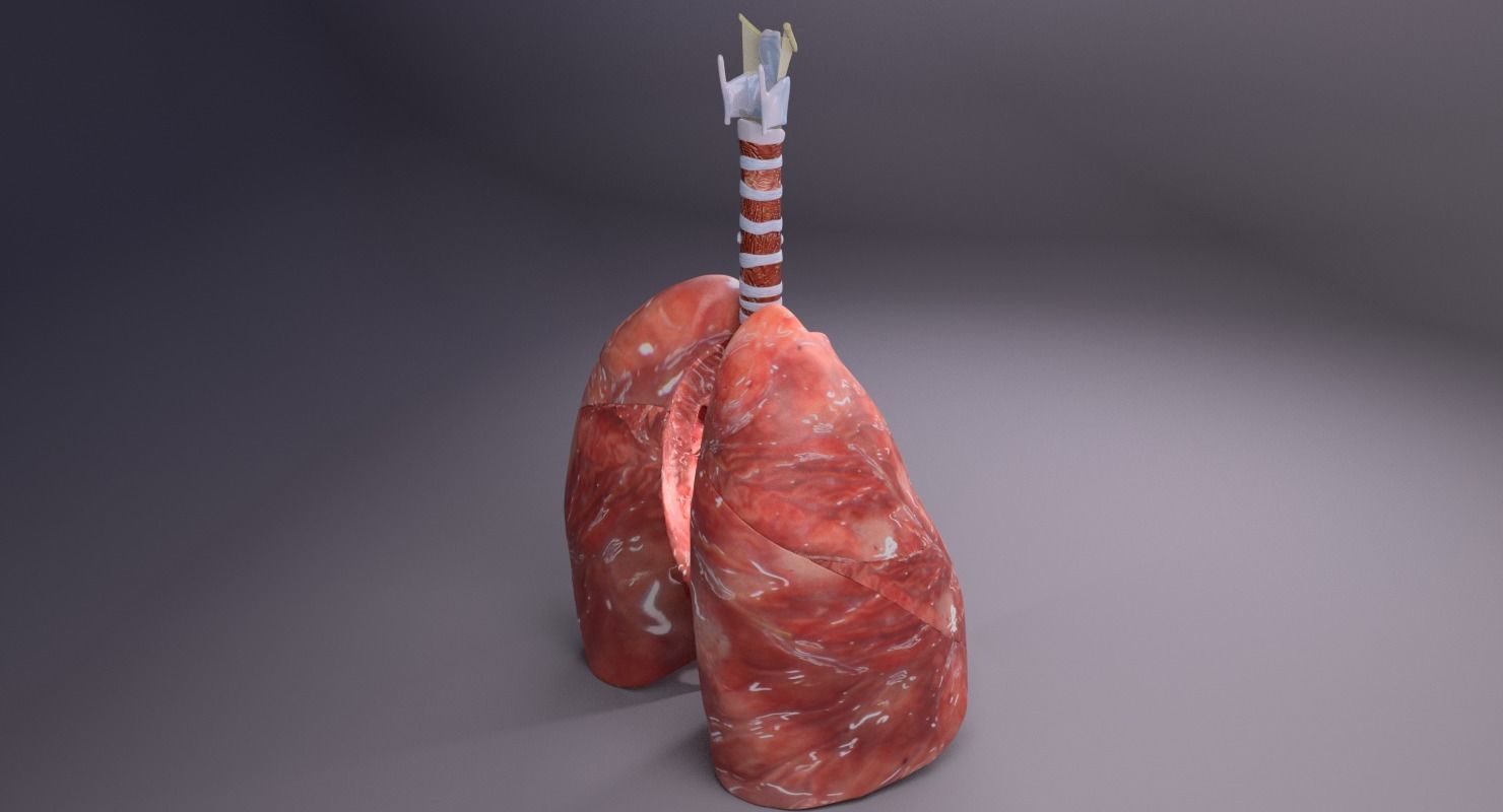 respiratory tract lung trachea 3D model_7
