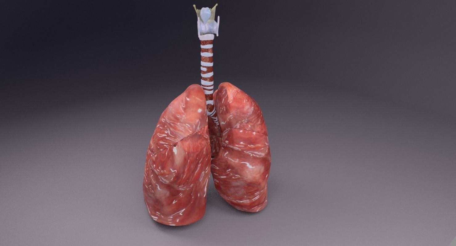 respiratory tract lung trachea 3D model_33