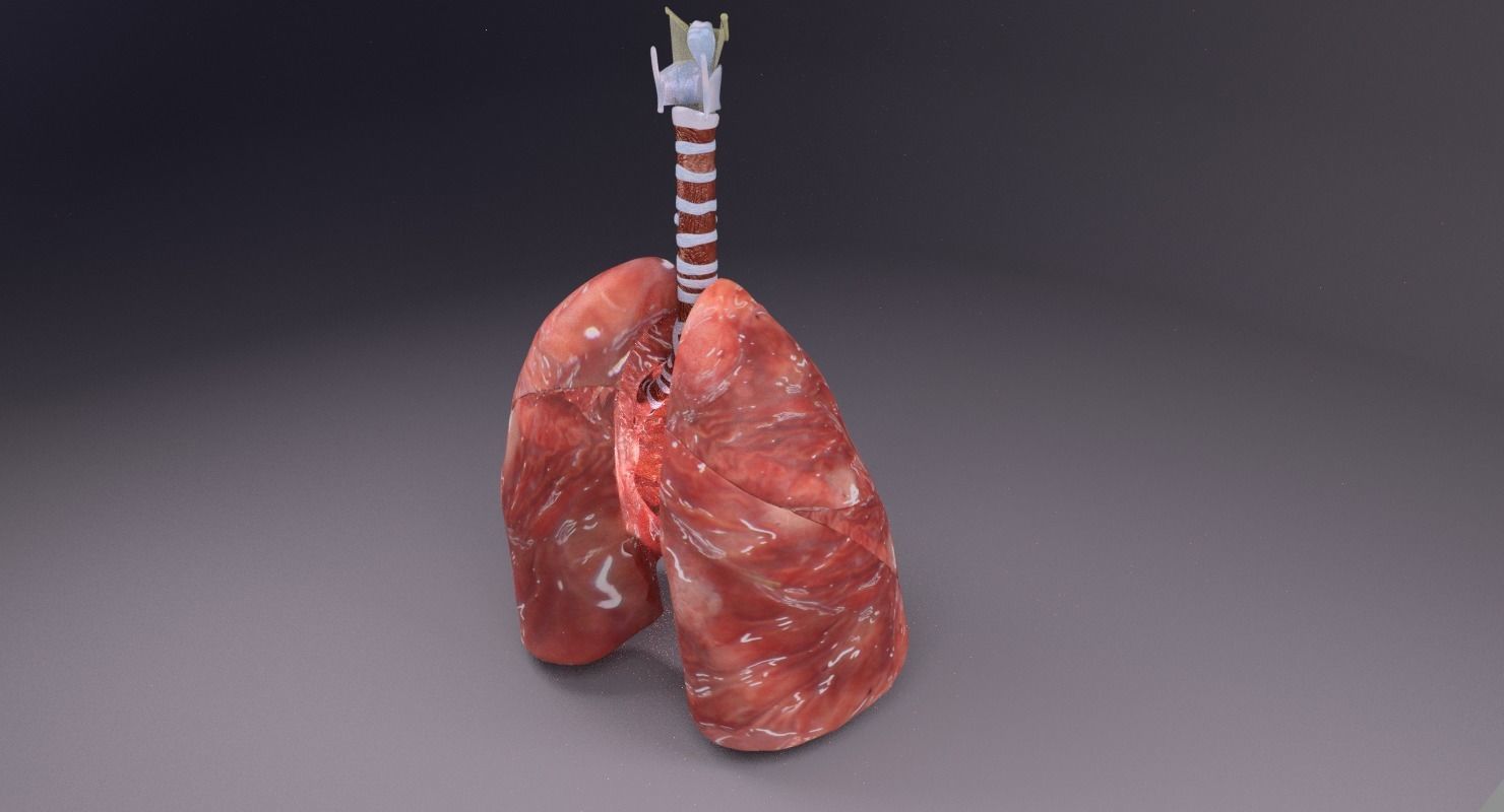 respiratory tract lung trachea 3D model_26