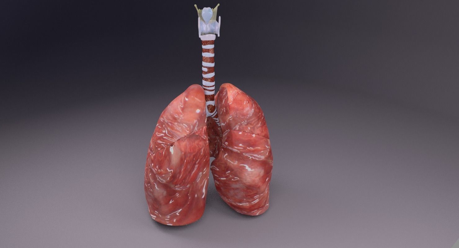 respiratory tract lung trachea 3D model_30