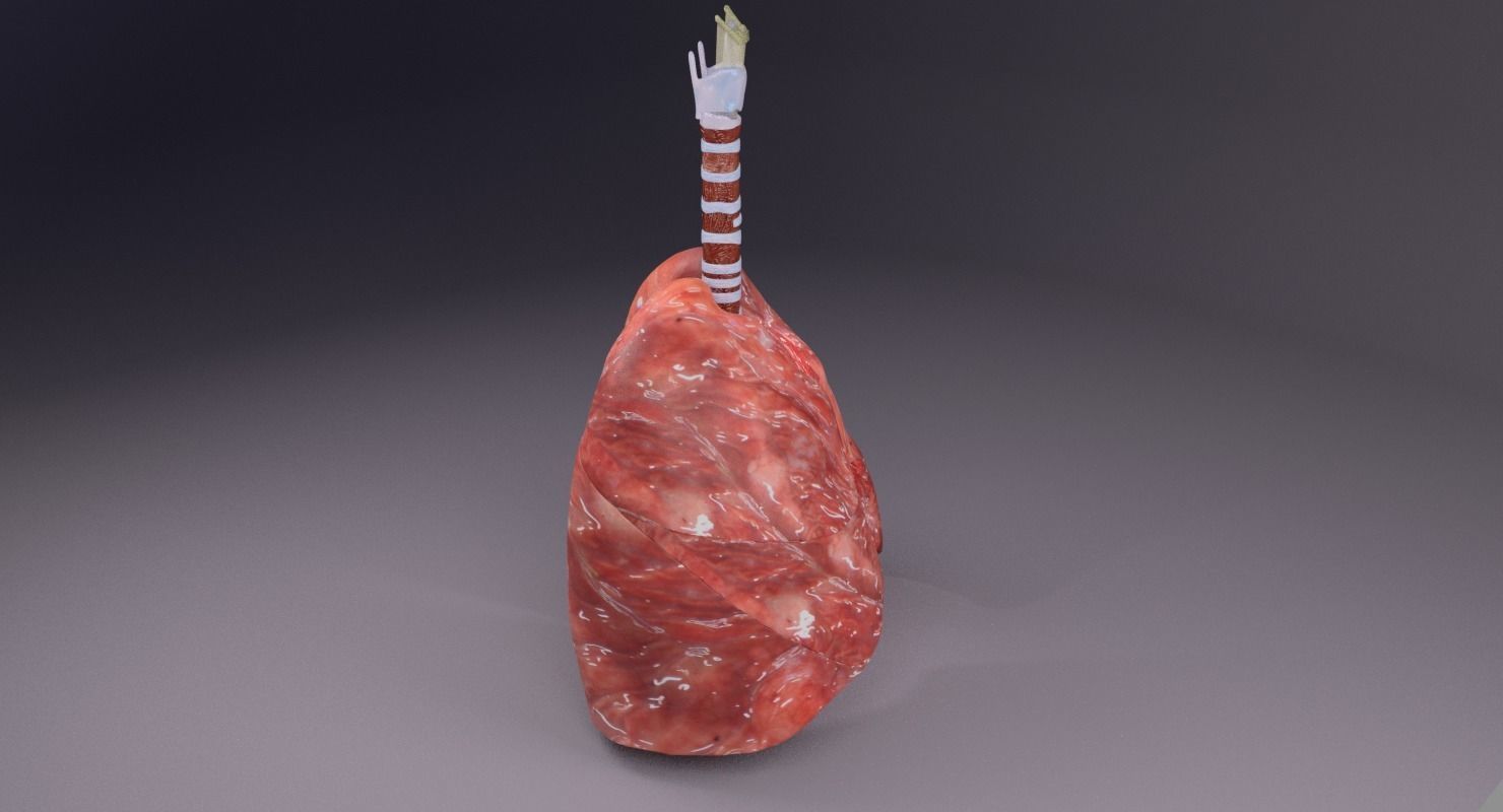 respiratory tract lung trachea 3D model_27