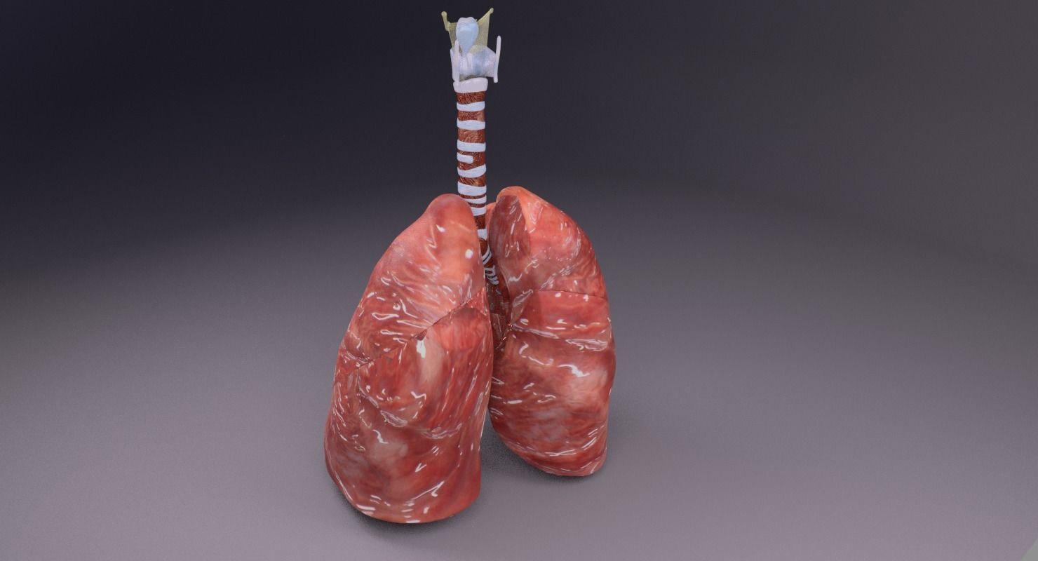respiratory tract lung trachea 3D model_14