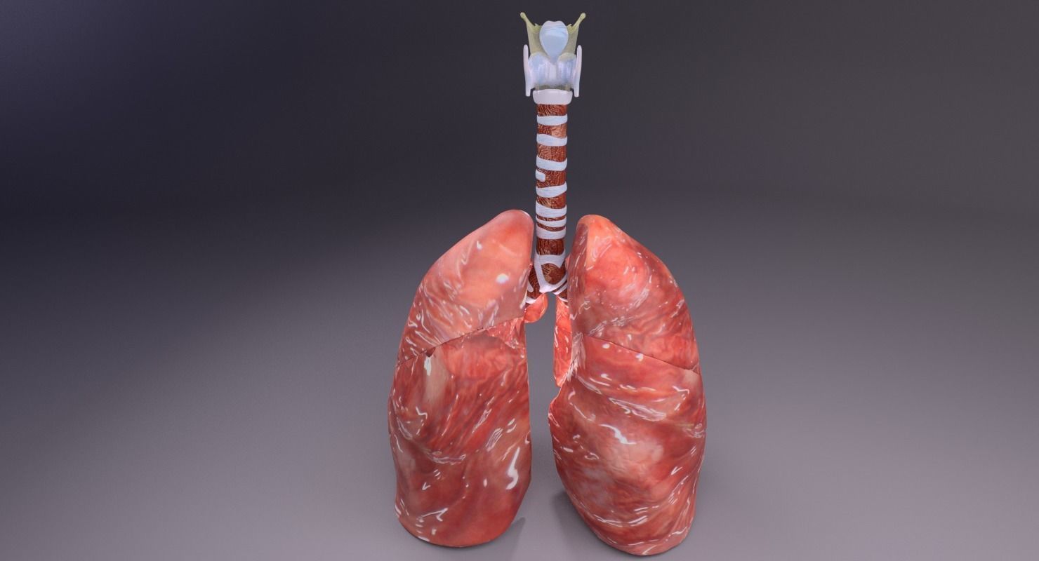 respiratory tract lung trachea 3D model_17