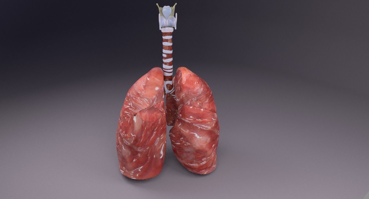 respiratory tract lung trachea 3D model_34