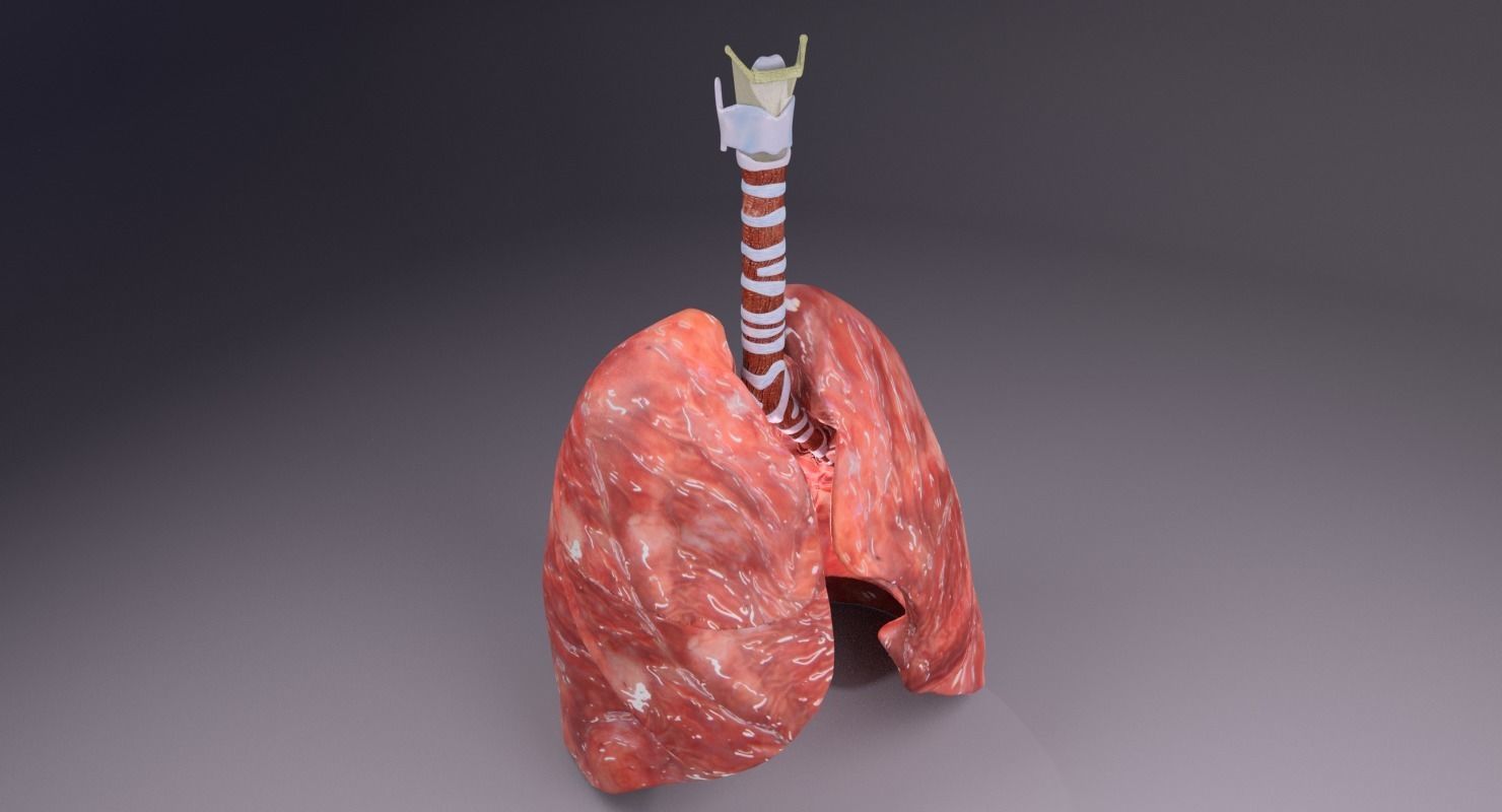 respiratory tract lung trachea 3D model_15