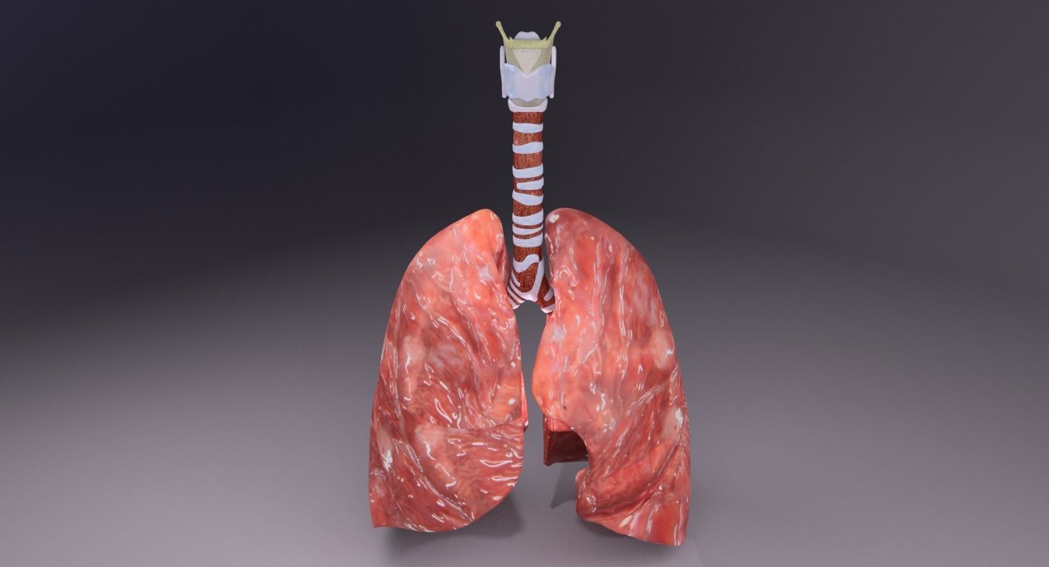 respiratory tract lung trachea 3D model_4