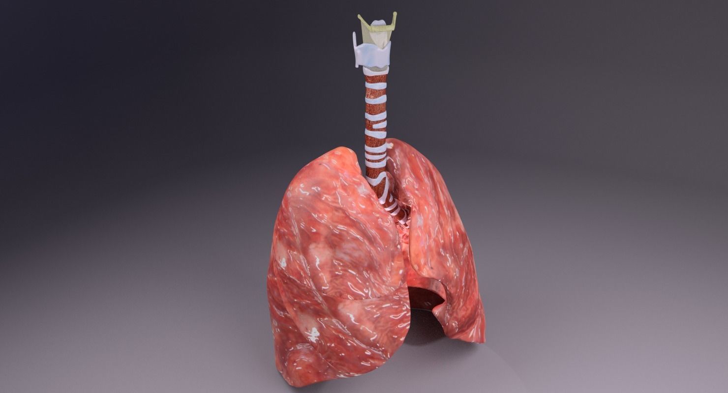 respiratory tract lung trachea 3D model_16