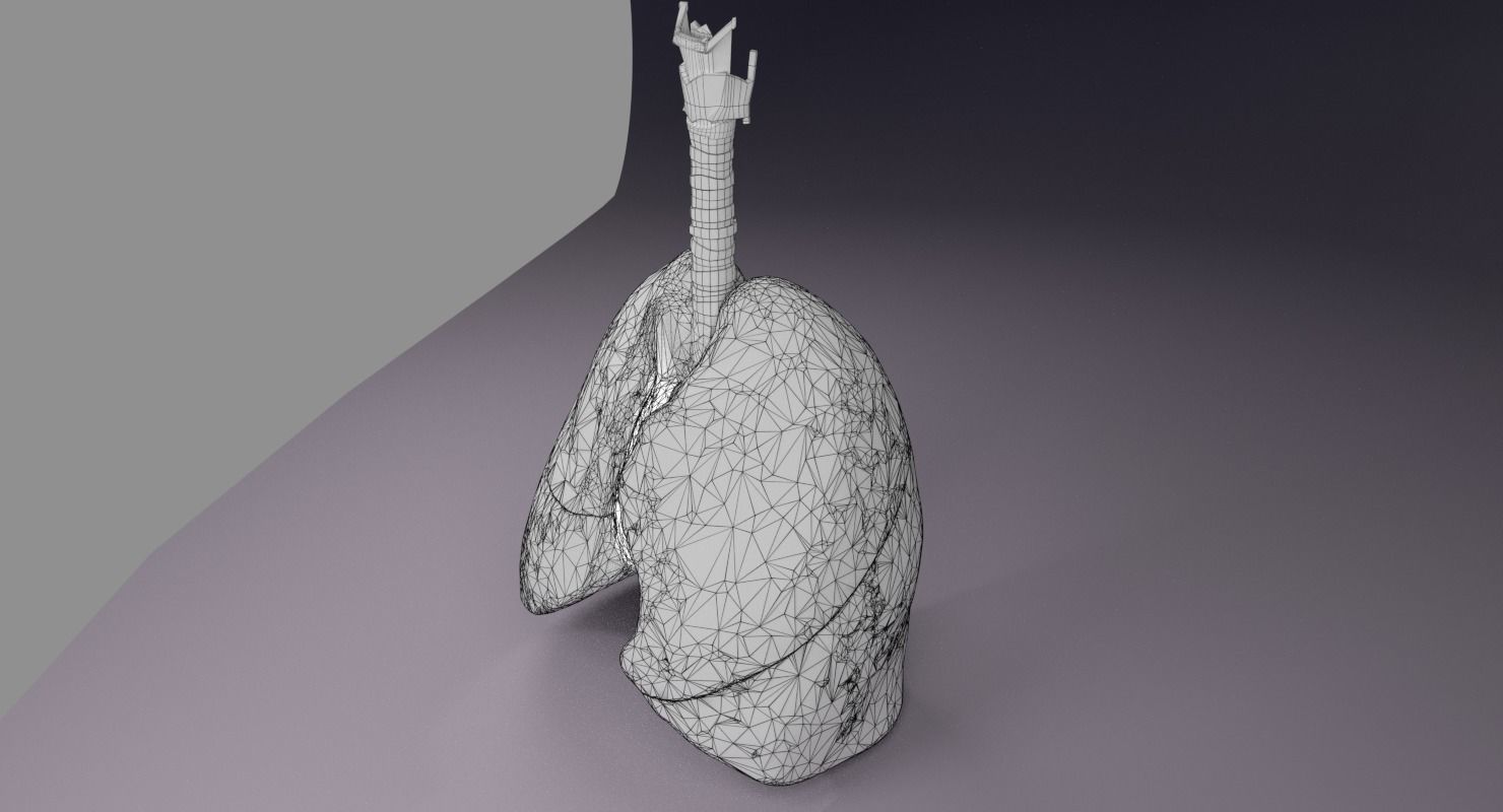 respiratory tract lung trachea 3D model_10