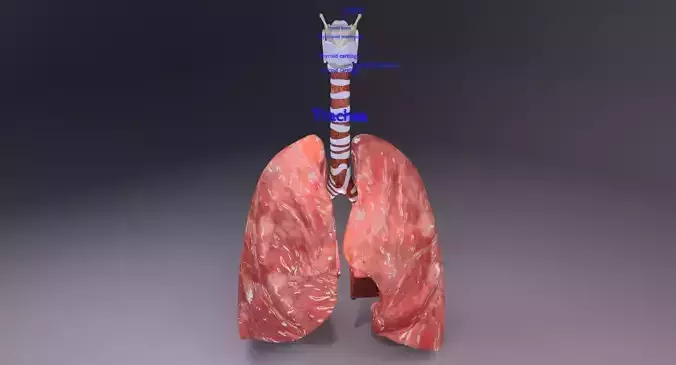 respiratory tract lung trachea 3D model