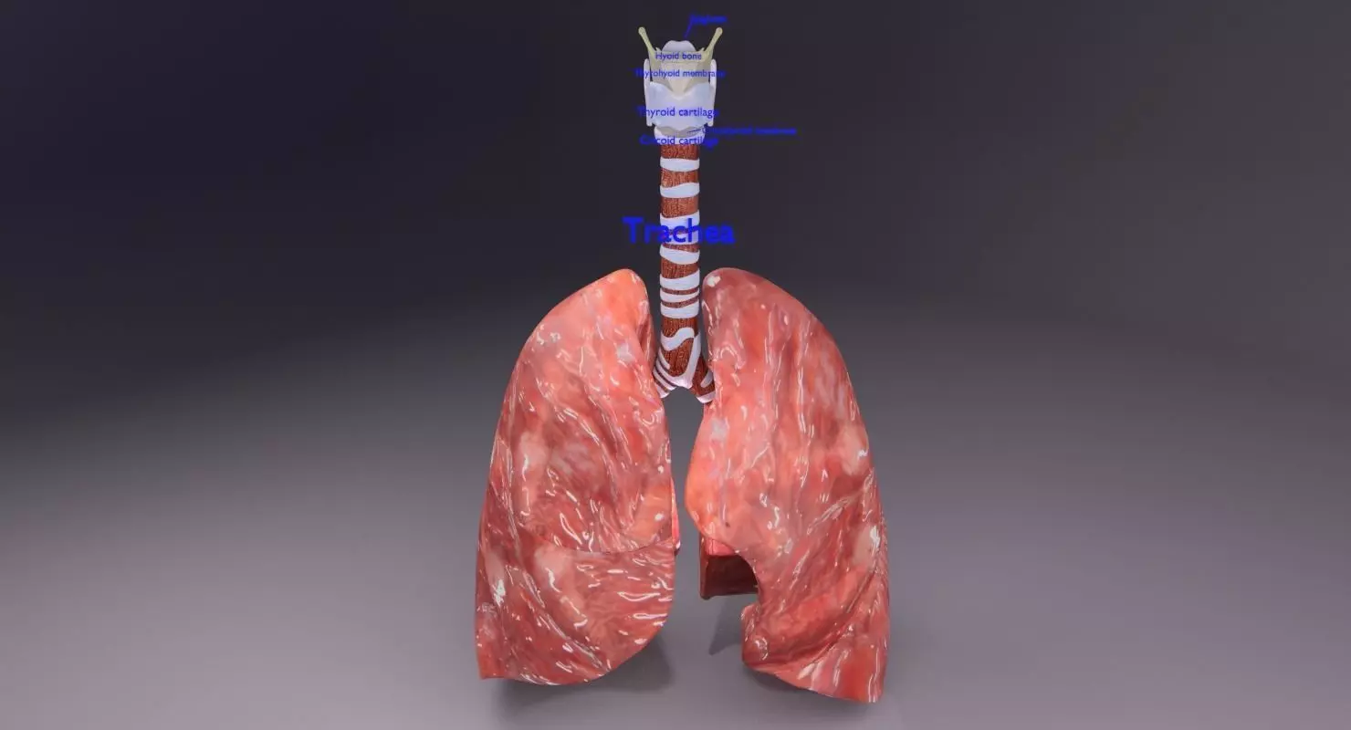 respiratory tract lung trachea 3D model_0