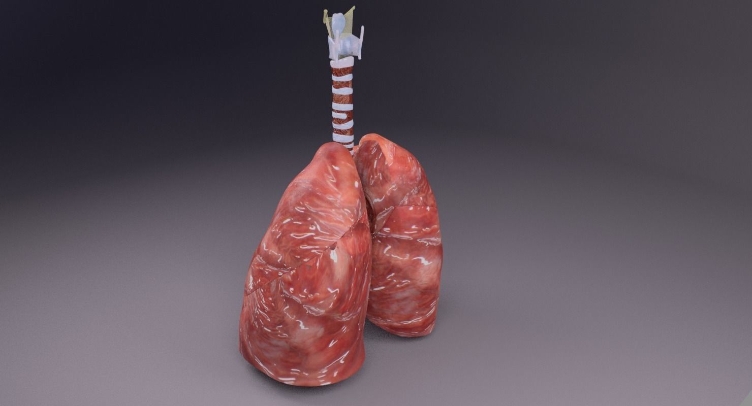 respiratory tract lung trachea 3D model_35