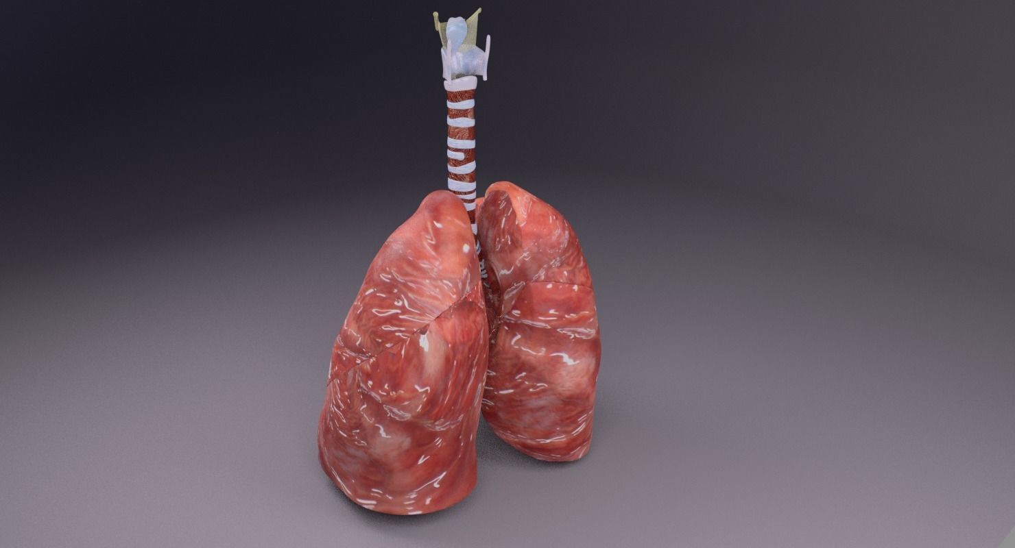 respiratory tract lung trachea 3D model_37