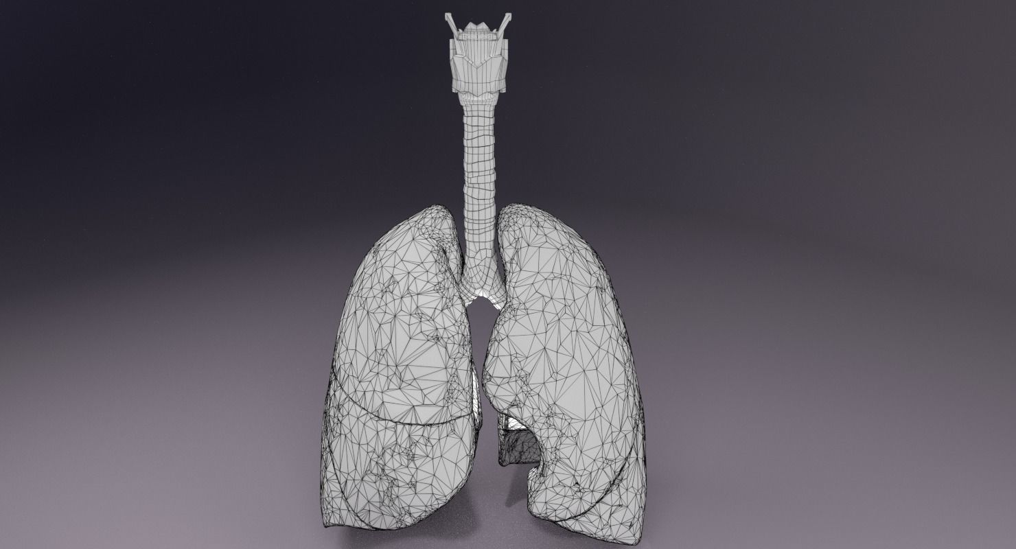 respiratory tract lung trachea 3D model_8