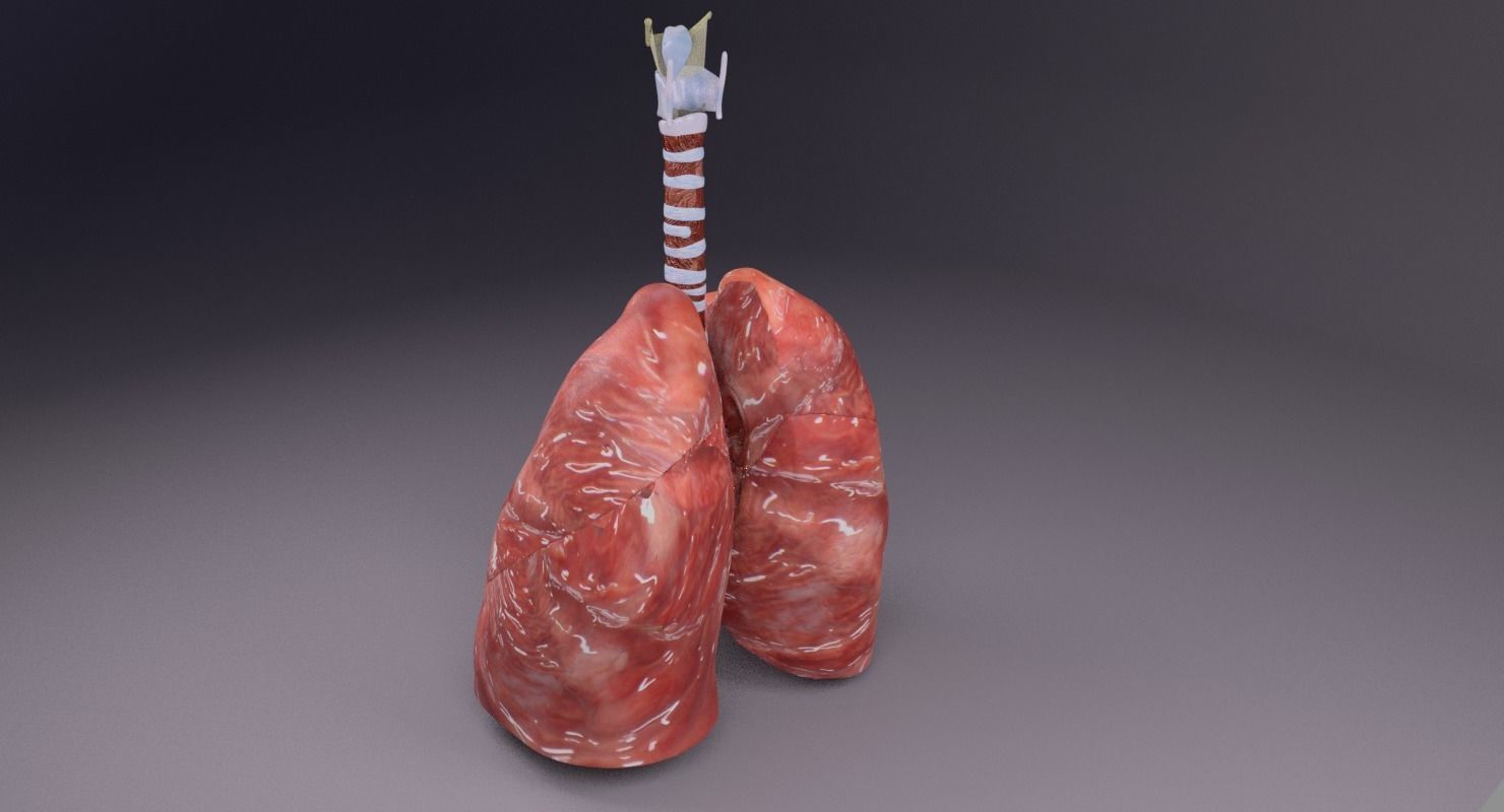 respiratory tract lung trachea 3D model_32