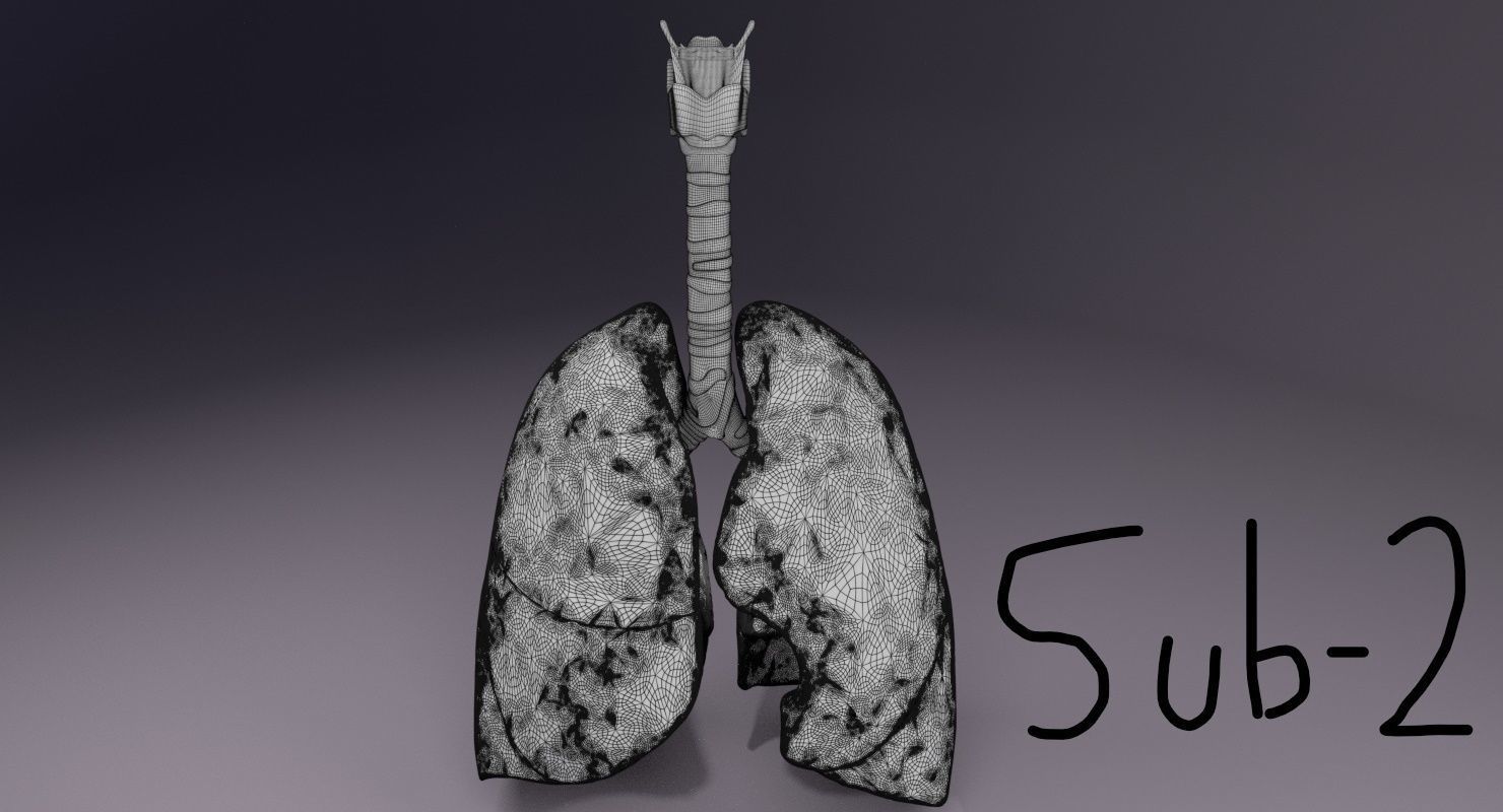 respiratory tract lung trachea 3D model_12