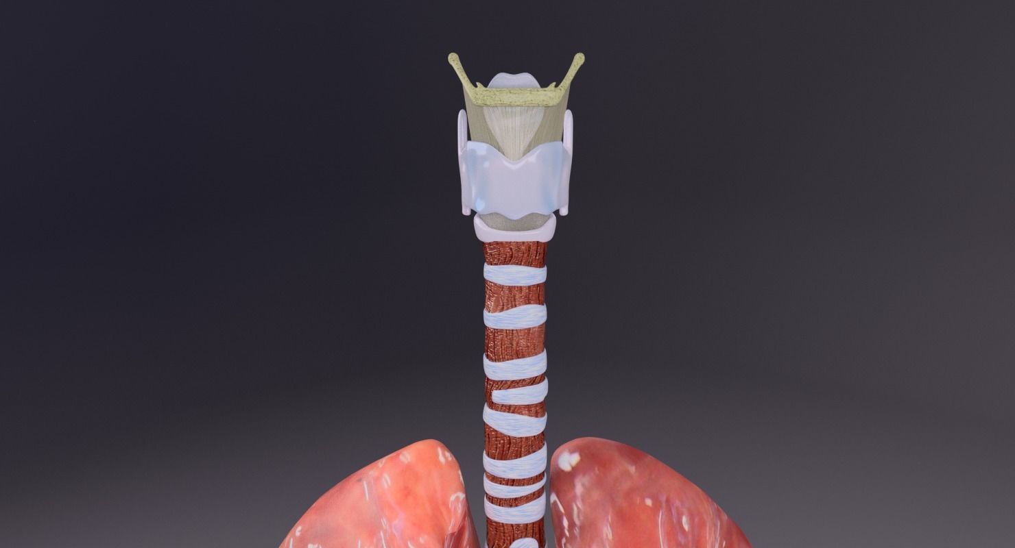 respiratory tract lung trachea 3D model_5