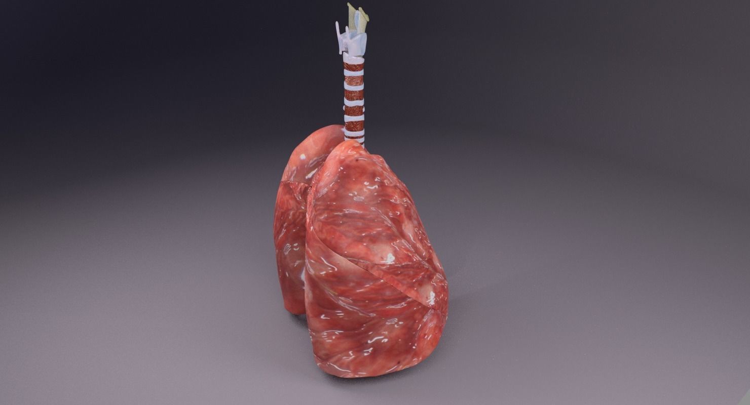 respiratory tract lung trachea 3D model_20