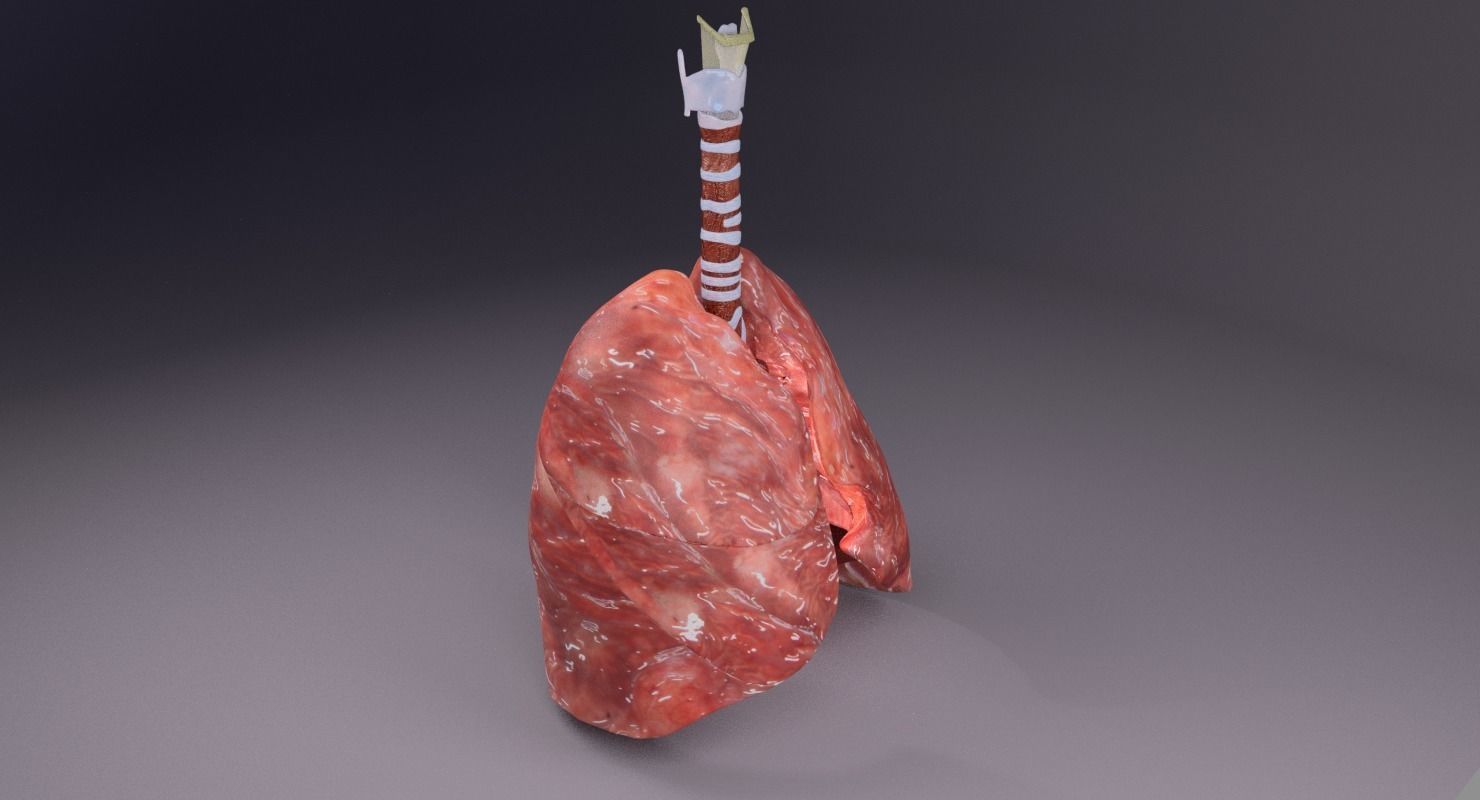 respiratory tract lung trachea 3D model_25