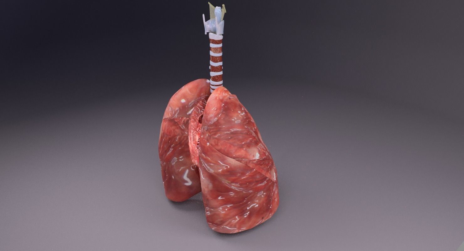 respiratory tract lung trachea 3D model_23