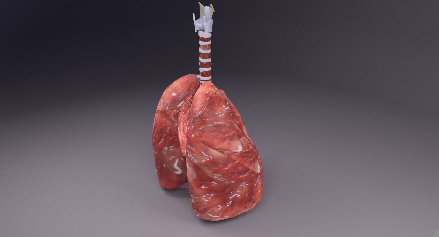 respiratory tract lung trachea 3D model_13