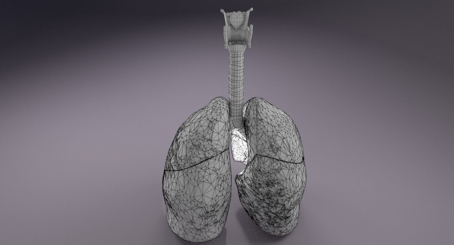respiratory tract lung trachea 3D model_11