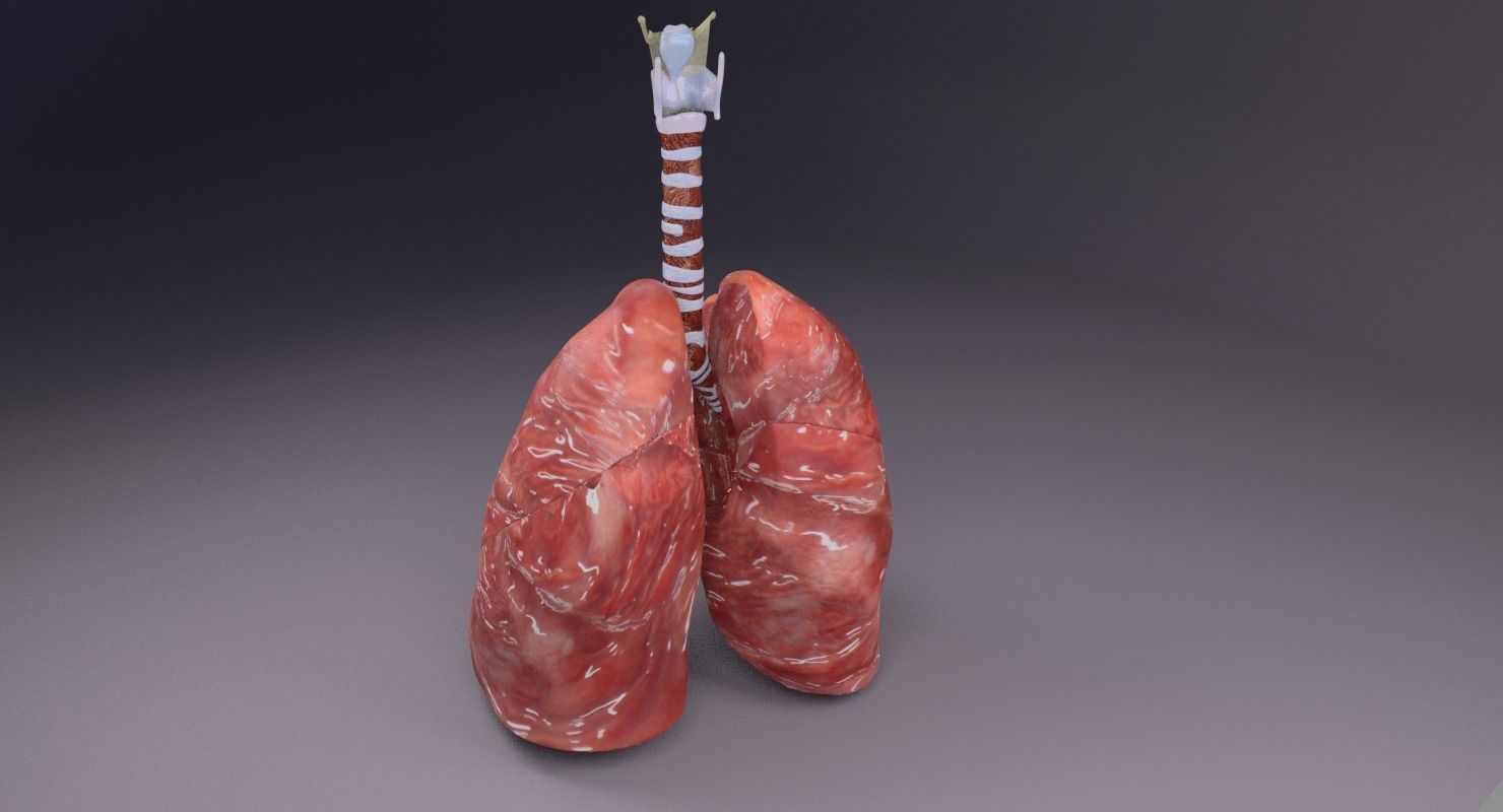 respiratory tract lung trachea 3D model_31
