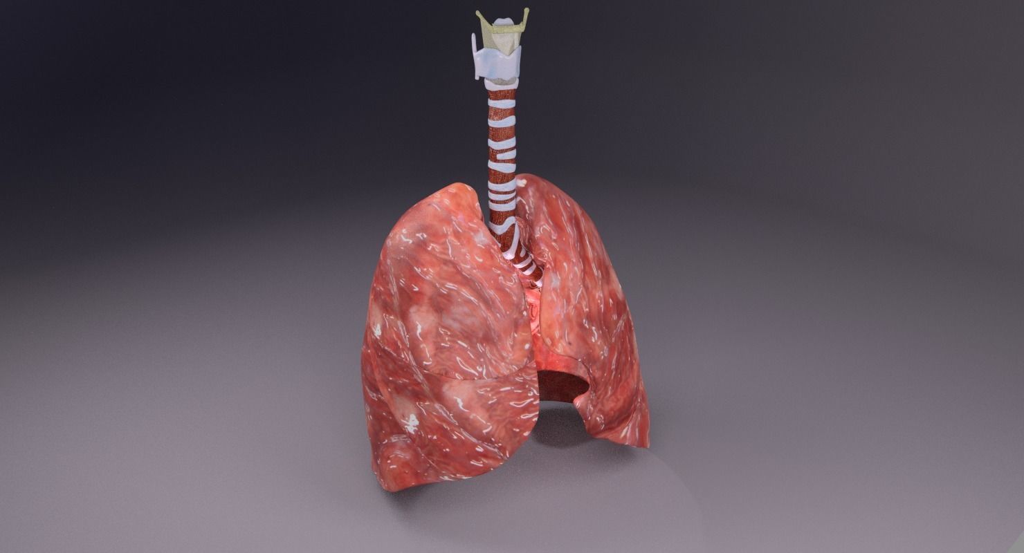 respiratory tract lung trachea 3D model_6