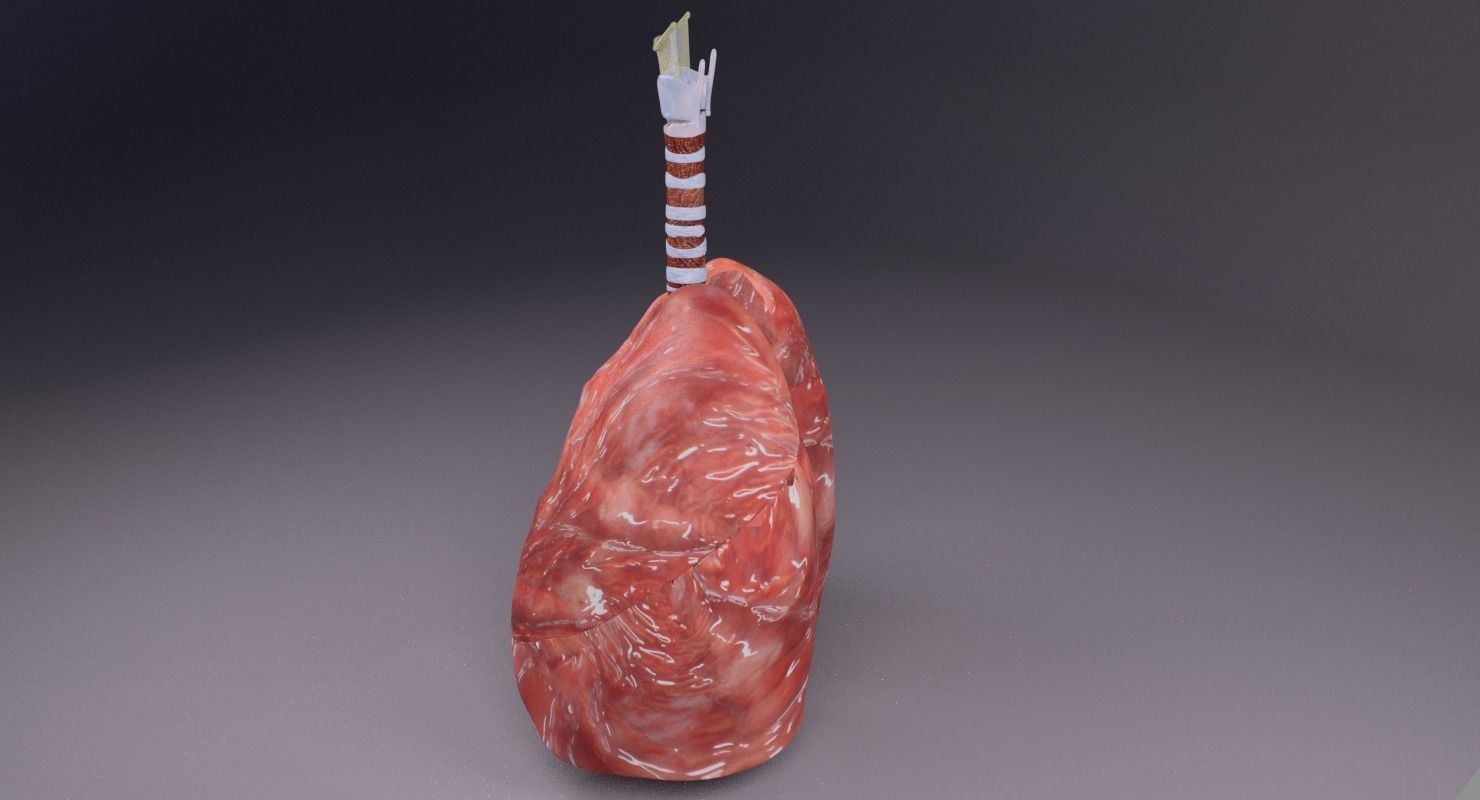 respiratory tract lung trachea 3D model_28
