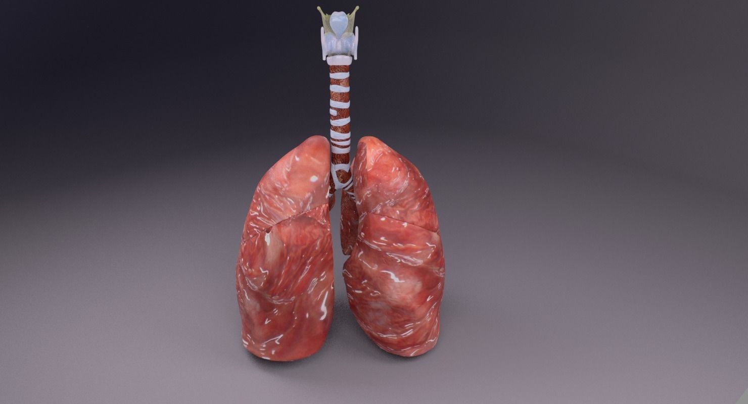 respiratory tract lung trachea 3D model_29