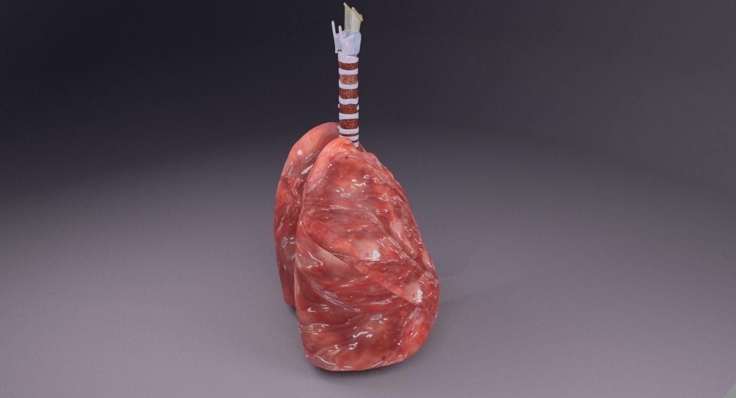 respiratory tract lung trachea 3D model_21